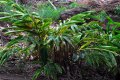 ALPINIA zerumbet. Chine-Japon. Zingiberaceae. 2-3m